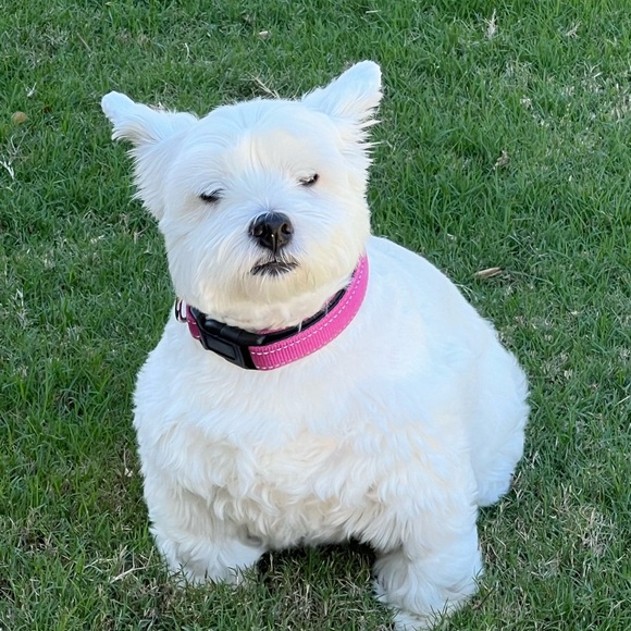 Meet your Posher, Tamara - Picture 2 of 5